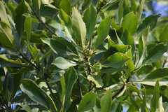 Bruguiera cylindrica